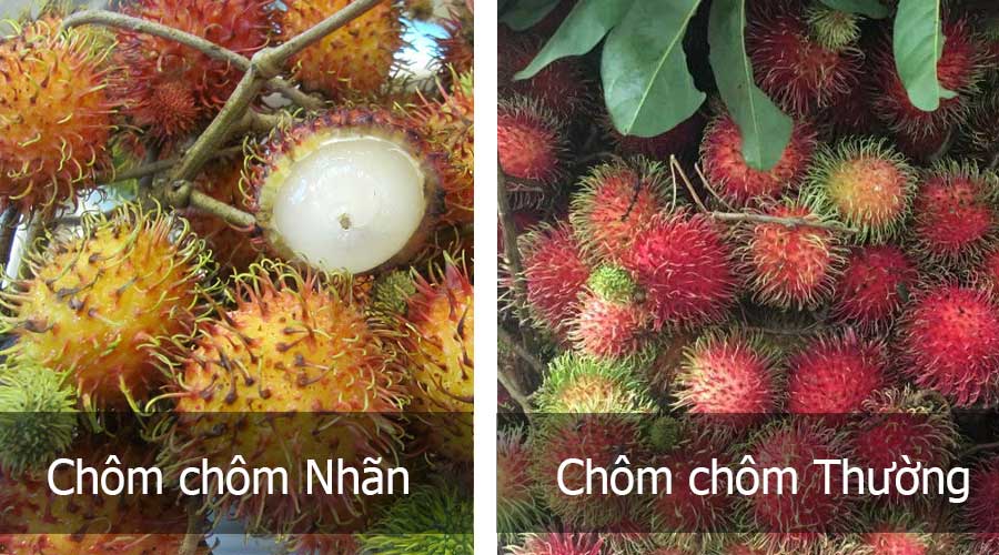 Cách nhận biết chôm chôm nhãn so với các loại chôm chôm khác