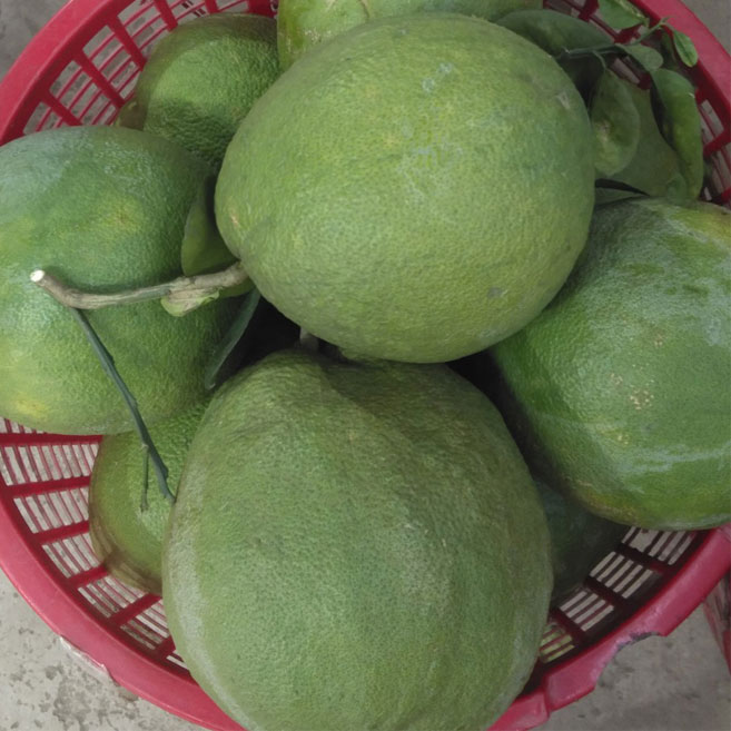 BƯỞI HỒNG DA XANH