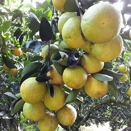 CAM XOÀN, CAM SOÀN TƯƠI