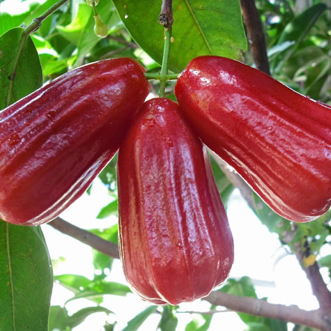 MẬN ĐỎ AN PHƯỚC - BẾN TRE