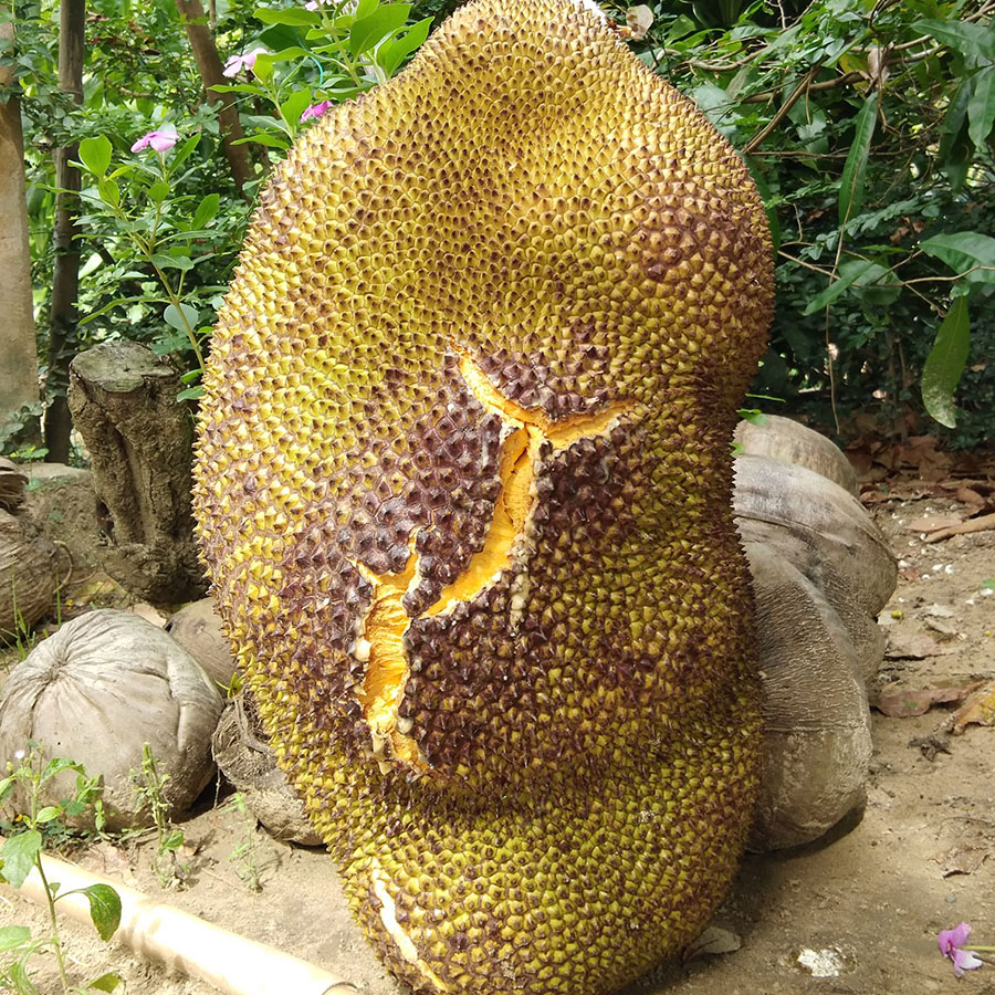 Mít Nghệ Bến Tre