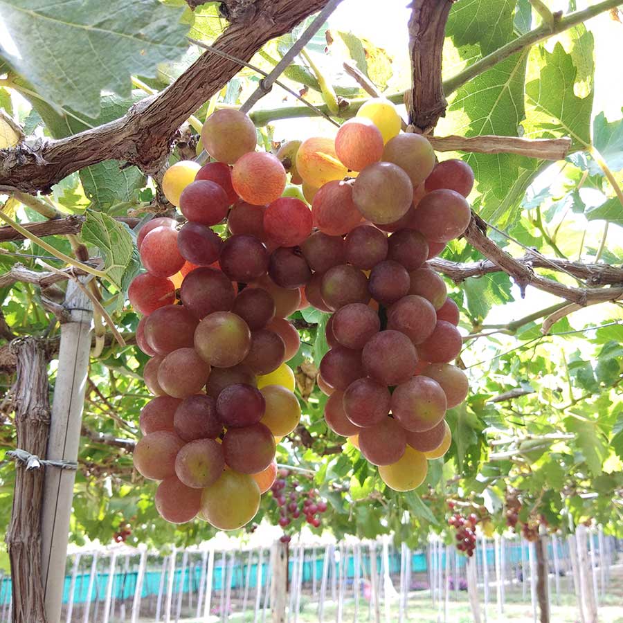 Nho đỏ Việt Nam