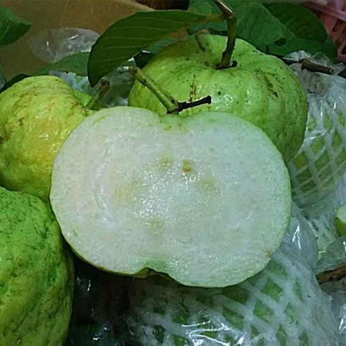 ỔI NỮ HOÀNG KHÔNG HẠT