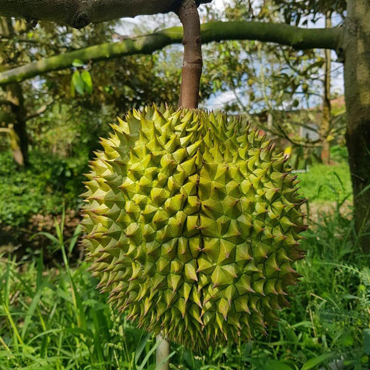 SẦU RIÊNG MONTHONG ( DONA)