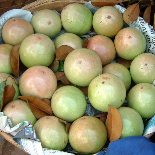 VÚ SỮA LÒ RÈN VĨNH KIM - STAR APPLE