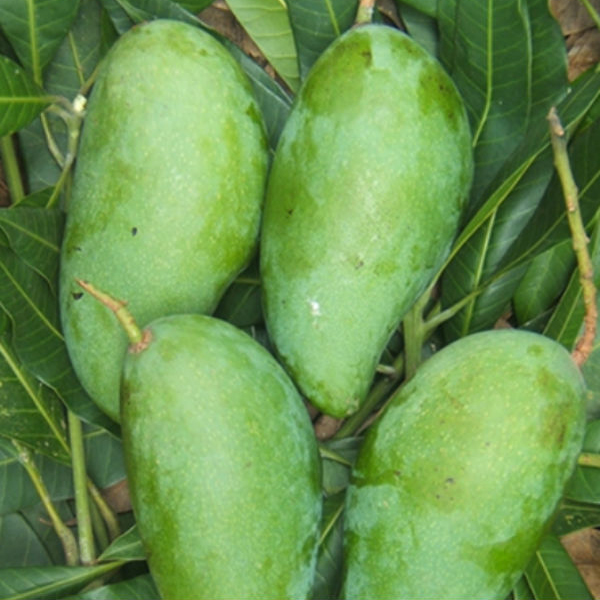 XOÀI ĐEO HẠT LÉP - MANGO