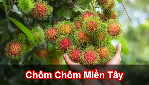 CHÔM CHÔM : MỘT LOẠI TRÁI CÂY NGON VÀ RẤT TỐT CHO SỨC KHỎE MỖI NGƯỜI